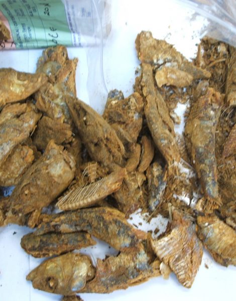 Fish Meal
